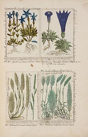 Plantae per Galliam, Hispaniam et Italiam observatae (reproduction)