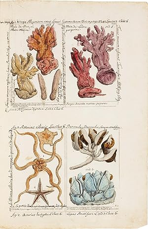 Plantae per Galliam, Hispaniam et Italiam observatae (reproduction)