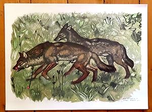 Couple de loups marchant.