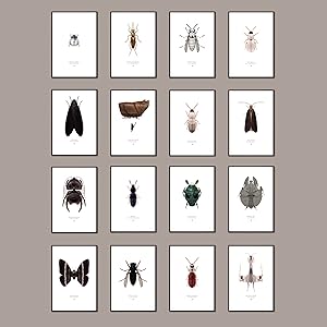 Deluxe Set of 16 Large Prints "The Species of the Tetra-Novaspem" (Free Shipping)