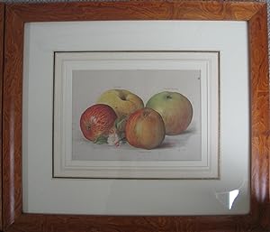 Apples - Antique chromollithograph in fine frame