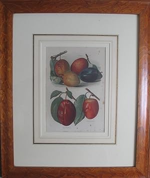 Plums - Antique chromollithograph in fine frame