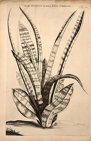 Aloe Zeylanica Pumila Foliis Variegatis