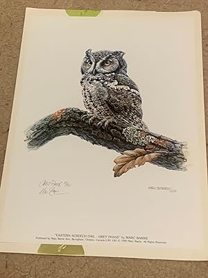 Screech Owl Study (Signed Artist Proof - 8/40)