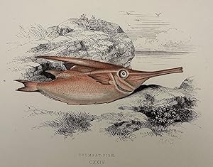 TRUMPET-FISH (Pesce trombetta),