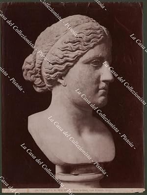 TESTA DI VENERE. Scultura in marmo. Museo Nazionale di Napoli. Foto originale fine '800