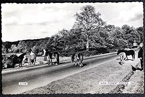 New Forest Ponies Real Photo Postcard