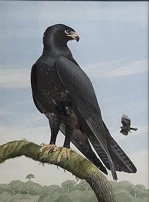 TREVOR BOYER - INDIAN BLACK EAGLE [Original Watercolour illustration for Eagle Star Insurance and...