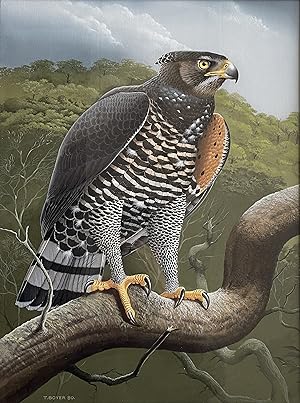 TREVOR BOYER - CROWNED EAGLE [Original Watercolour illustration for Eagle Star Insurance and feat...