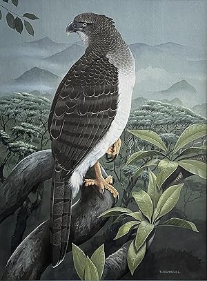 TREVOR BOYER - NEW GUINEA EAGLE [Original Watercolour illustration for Eagle Star Insurance and f...