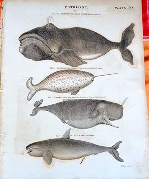 Cetology. (Whales) 33 page "Encyclopedia Britannica section" 1811. eith 2 engravings.