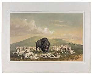 Buffalo Hunt, White Wolves Attacking a Buffalo Bull