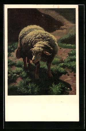 Künstler-Ansichtskarte Junges Schaf von R. Koller, Pro Juventute