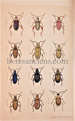 Enumeratio Insectorum Elytratorum Circa Erlangam Indigenarum secundam systema Fabricianum. Observ...