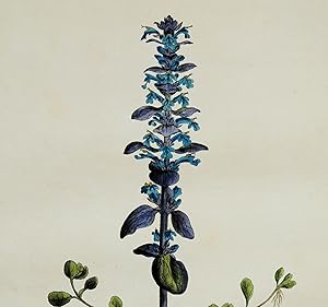 Antique Botanical Print AJUGA REPTANS Blue Bugle Curtis Flora Londinensis 1777