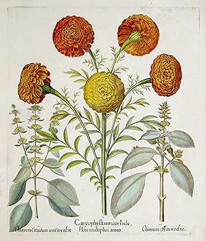 I. Caryophyllus major Indic flore multiplici aureo II Ocimum citratum, seu citri odore/ III. Ocim...