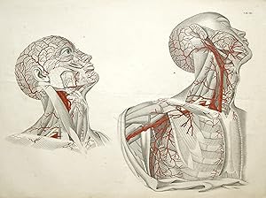Arterien, "Arterien des Kopfes und des Halses".