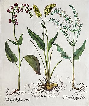 I. Bistorta Maior II. Salvia agrestis flore purpureo III. Salvia agrestis flore albo (Wiesen Knöt...