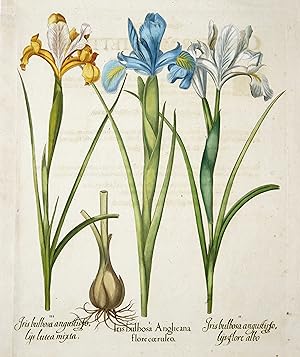 "I. Iris Bulbosa Anglicana flore coeruleo, II. Iris bulbosa angustisto lystlore albo III. Iris bu...