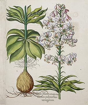 I. Lilium Montanumma xinium polyanthos variegatum. - Lilium Martagon - Vielblütige, gefleclkte Tü...