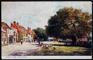 Winchelsea Wesley's Tree 1905 Postcard