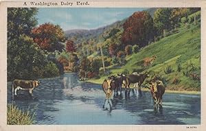 A Washington Dairy Herd Old USA Farming Postcard
