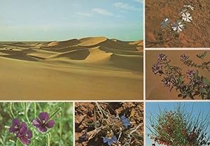 Dahna Dunes Silene Villosa Flowers Of Saudi Arabia Desert Postcard