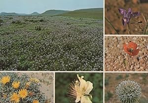 Saudi Arabia Thistle Papaver Dubium Desert Flowers Iris Capparis Spinose Postcard