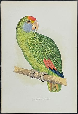 Dufresne's Amazon Parrot