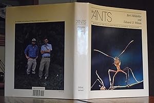 The Ants