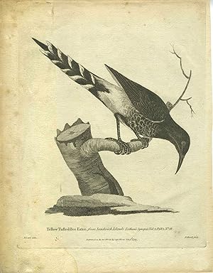 Yellow Tufted Bee Eater, from Sandwich Islands, engraving