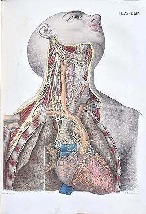 Le corps de l'homme. Traité complet d'anatomie & de physiologie humaines; suivi d'un précis des s...