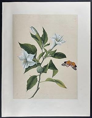 Moth & Thornapple Flowers