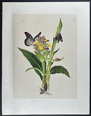 Butterfly, Moth, Insect, & Flower