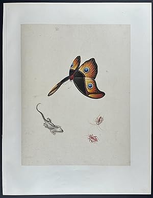 Butterfly, Lizard, & Insects