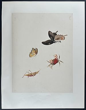 Butterflies, Crab, & Locust or Insect