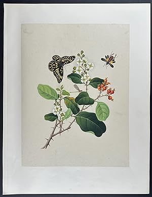 Butterfly, Insect, Blossom, & Berries