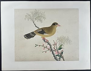 Bird (Possibly Finch)