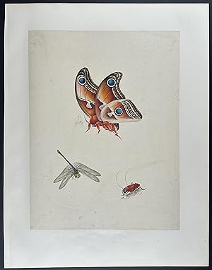 Dragonfly, Moth, & Cricket