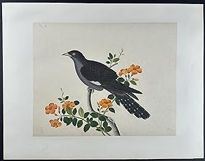 Bird (Possibly Crow or Raven)
