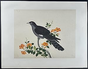 Bird (Possibly Crow or Raven)