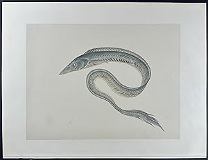 Eel or Snake Mackerel