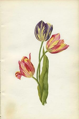 Fifteen Exquisite Watercolors of Flowers and Four Pencil Sketches by a Skilled Artist