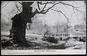 Burnham Beeches Vintage Sharpe Postcard