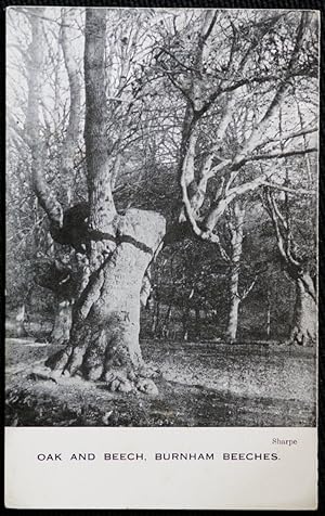 Burnham Beeches Oak Beech Sharpe Postcard