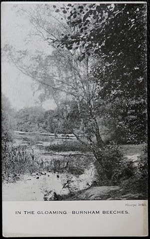 Burnham Beeches In The Gloaming Postcard