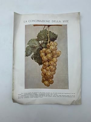 La concimazione della vite (Bifoglio pubblicitario concimi potassici S.A. Foro Bonaparte, Milano)