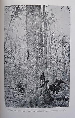Native Trees of Kentucky