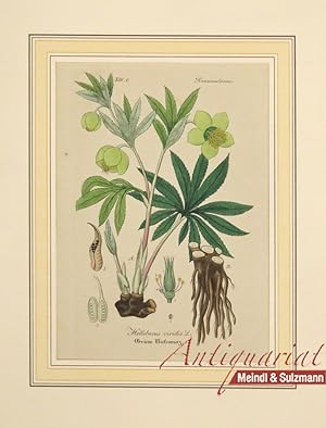 "Helleborus viridis L. Grüne Niesswurz". Aus einer Ausgabe von Wilibald Artus: "Hand-Atlas sämmtl...