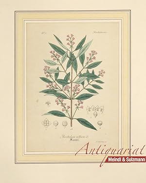 "Santalum album L. Santel". Aus einer Ausgabe von Wilibald Artus: "Hand-Atlas sämmtlicher medicin...